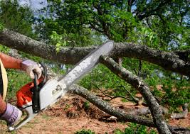 Best Leaf Removal  in Merryville, LA